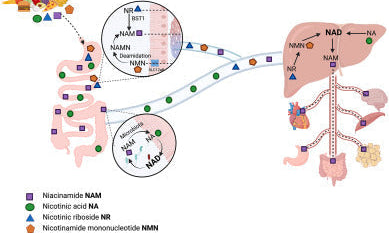 The therapeutic perspective of NAD+ precursors in age-related diseases