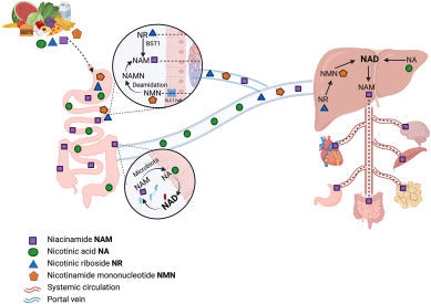 The therapeutic perspective of NAD+ precursors in age-related diseases