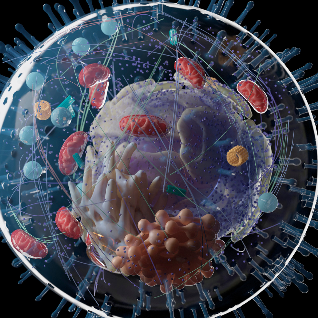 Nicotinamide riboside improves muscle mitochondrial biogenesis, satellite cell differentiation, and gut microbiota in a twin study