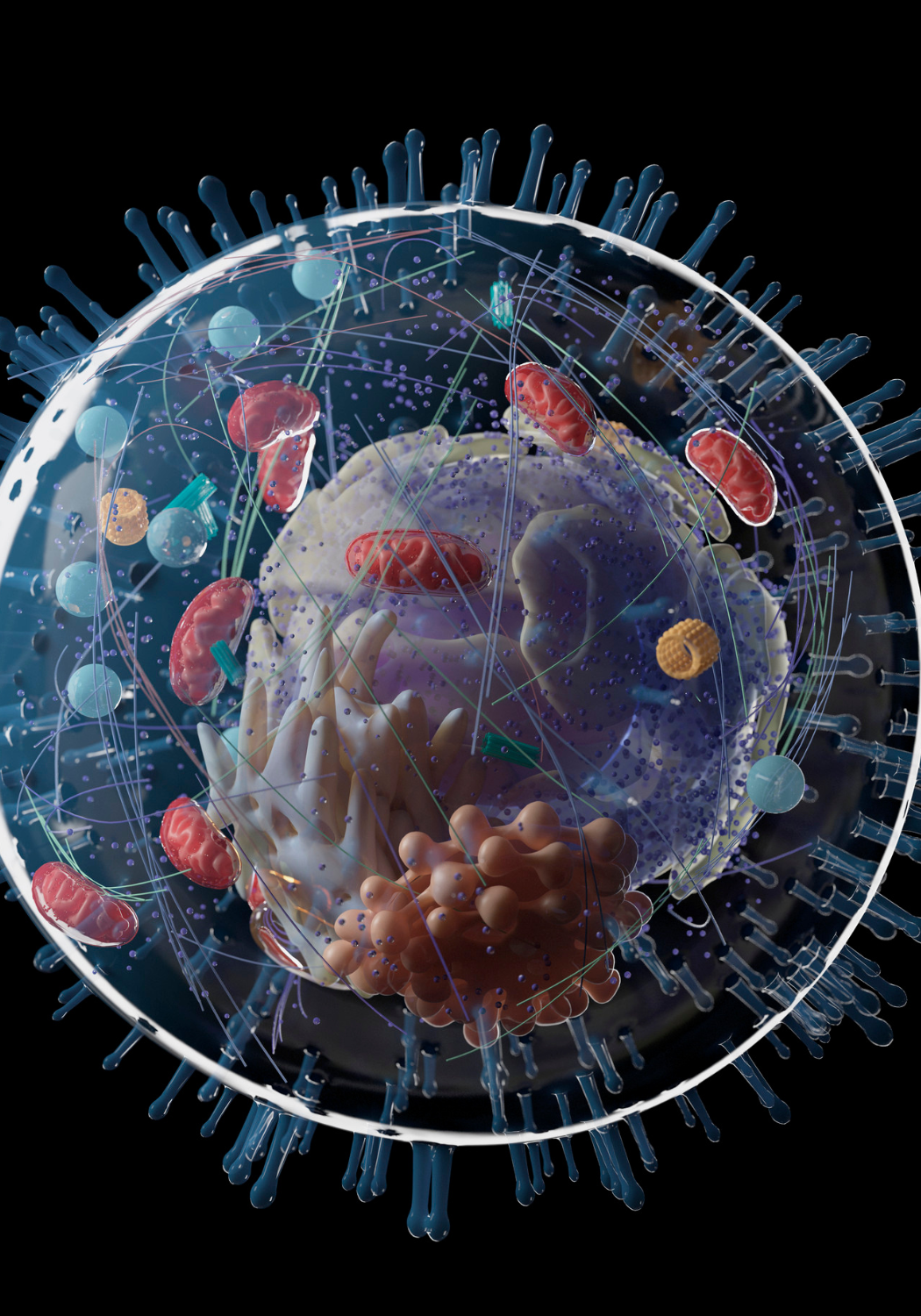 Nicotinamide riboside improves muscle mitochondrial biogenesis, satellite cell differentiation, and gut microbiota in a twin study